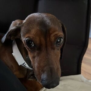 He’s not for sale, but he’s giving out free kisses 🥰 ❤️